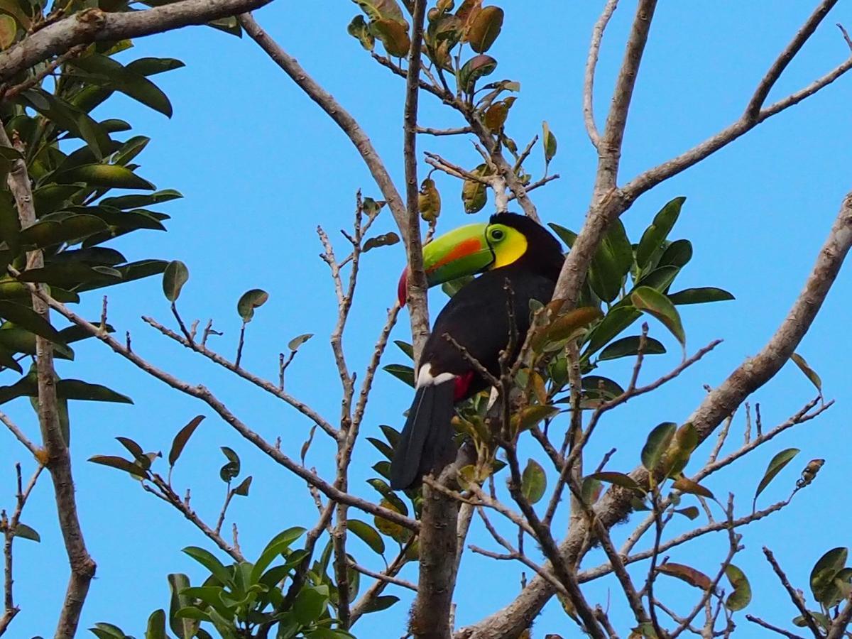 Paraiso Volcano Lodge Guayabo  Eksteriør bilde