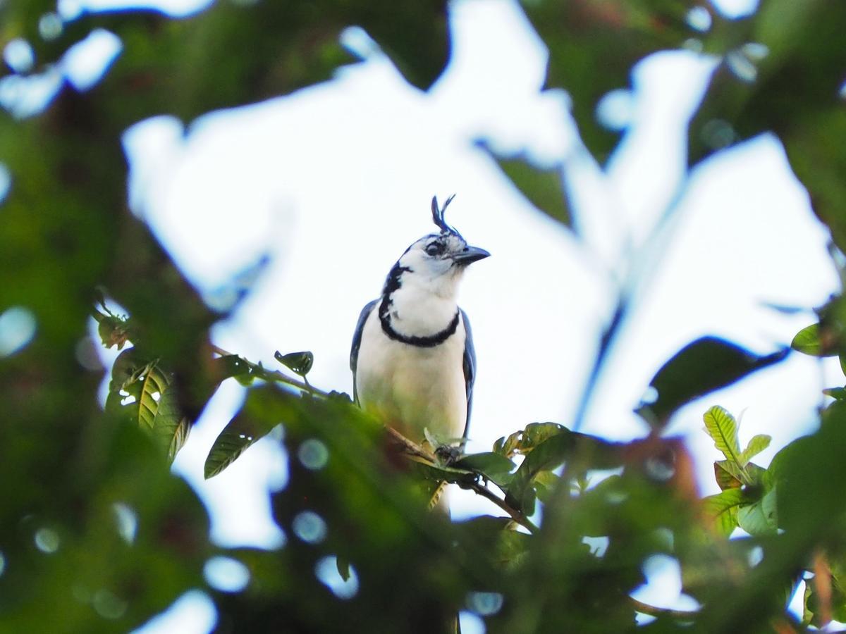 Paraiso Volcano Lodge Guayabo  Eksteriør bilde