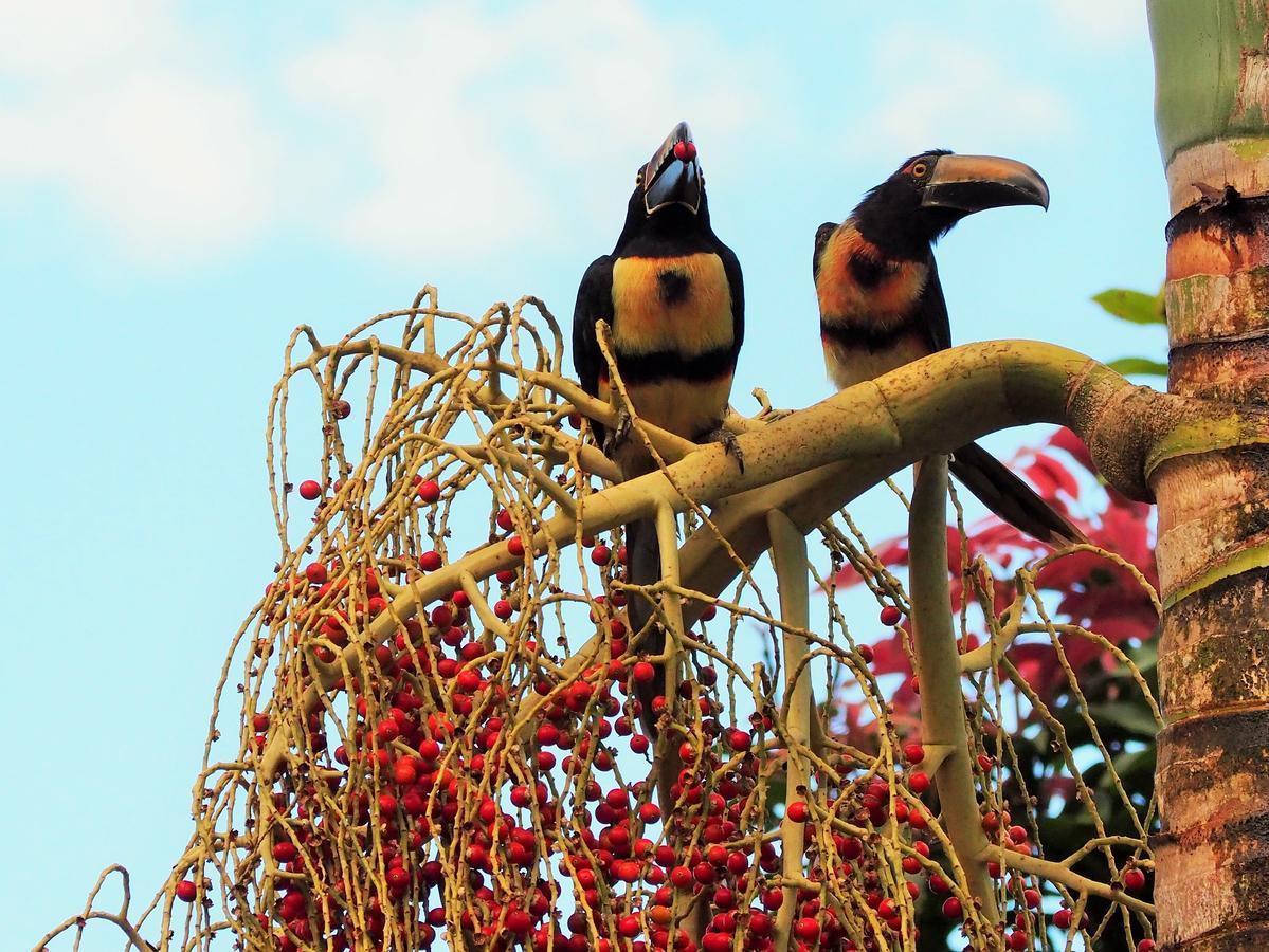 Paraiso Volcano Lodge Guayabo  Eksteriør bilde