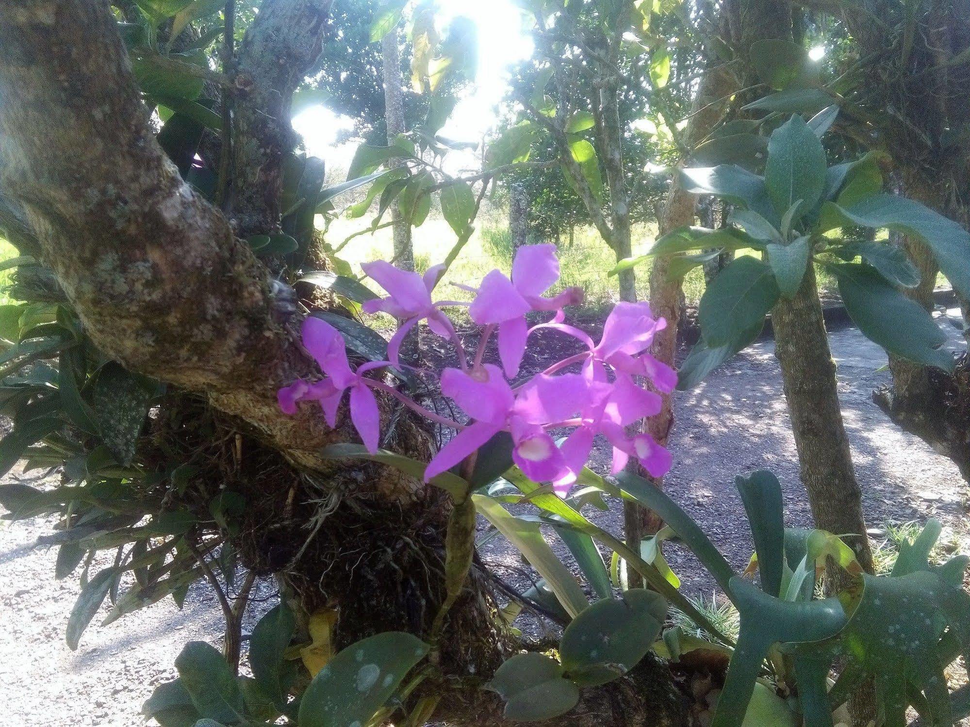 Paraiso Volcano Lodge Guayabo  Eksteriør bilde